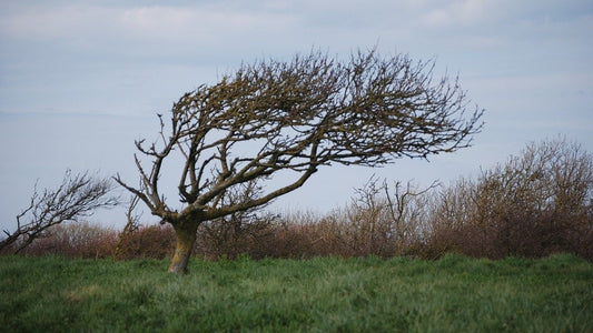 Vítr přináší různá nebezpečí