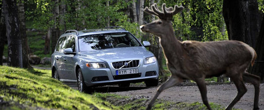 Střet se zvěří: Co dělat, když srazíte srnku nebo divočáka?