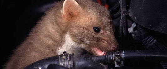 Jak bojovat s kunou v motoru?