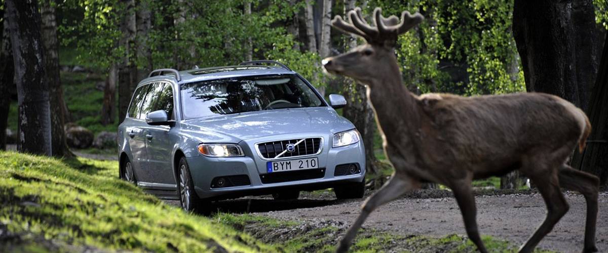 Střet se zvěří: Co dělat, když srazíte srnku nebo divočáka?
